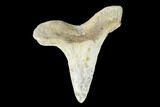Bargain, Fossil Shark (Cretoxyrhina) Tooth - Kansas #142955-1